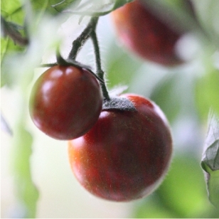 Rote Tomaten